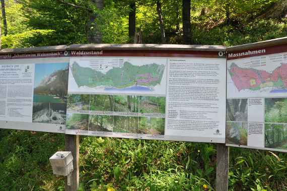 Woche des Schutzwaldes 2026: Lehrpfad im Schutzwald
