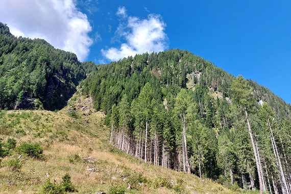 Göriach zieht gemeinsam an einem Strang, um das Schutzwaldprojekt laufend zu entwickeln.