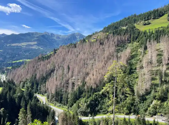 Auf rund sechs Hektar ist der Waldbestand weitgehend ausgefallen - auch durch den Befall vom Borkenkäfer