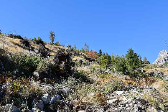 Liegengebliebene Stämme, Wurzelteller und Baumreste können an geeigneten Stellen temporär zur Stabilisierung der Schneedecke beitragen, bevor eine schutzwirksamer Waldbestand heranwachsen kann.