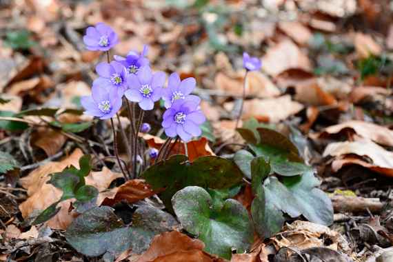 Leberblümchen