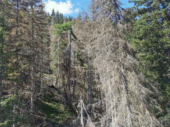 Borkenkäfer im Fichtenwald
