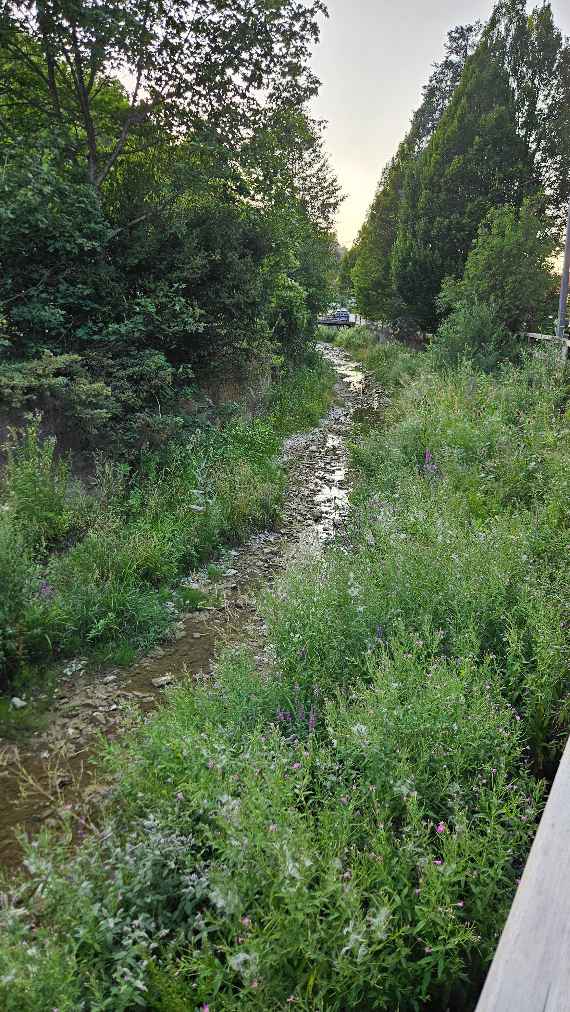 Sattelbach im Wienerwald mit geringem Wasserstand