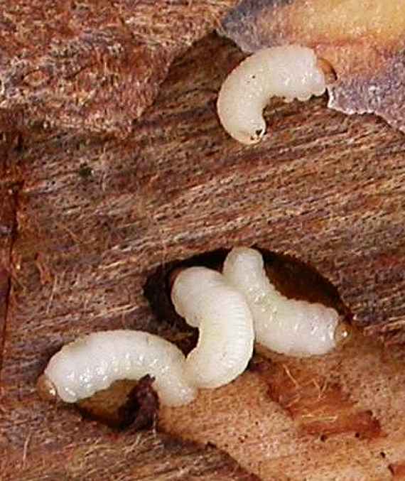 Borkenkäfer