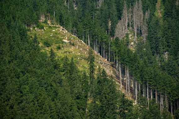 Wiederaufforstung im Schutzwald im Zillertal