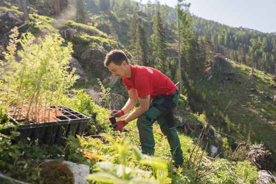 Forstfacharbeiter beim Einpflanzen einer jungen Lärche