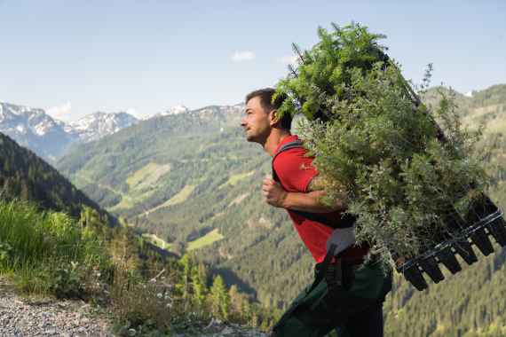 Mit Lärchen-Setzlingen unterwegs zur Wiederaufforstung