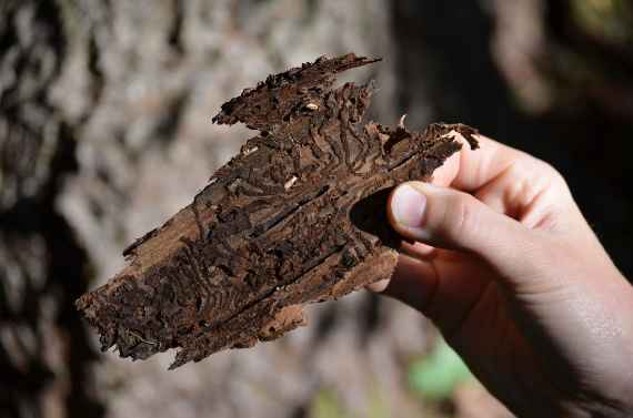 Europaweiter Trend: Zunehmende Waldschäden durch Insekten
