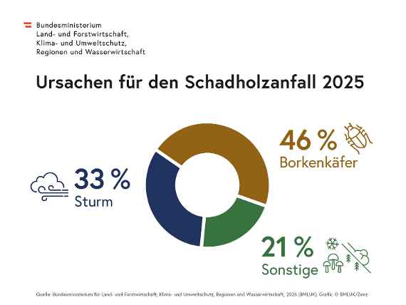 Holzeinschlagsmeldung 2025 - Rückgang beim Schadholz und Gesamteinschlag 