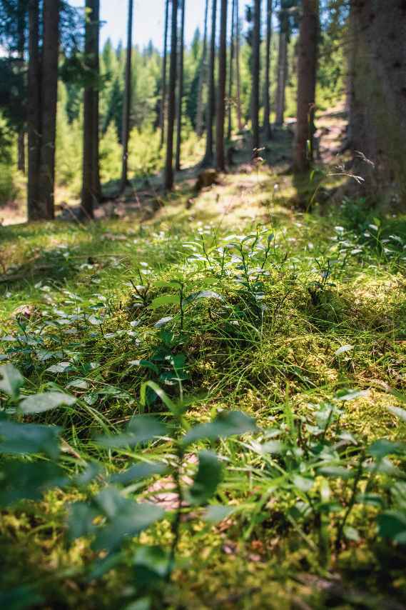 Waldstandorte in Österreich