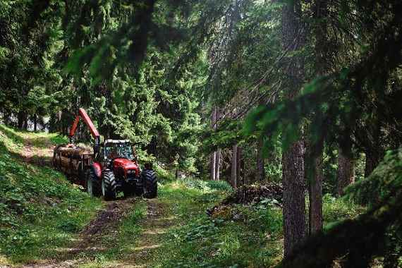 Woche des Waldes 2026: Wald und Wirtschaft 