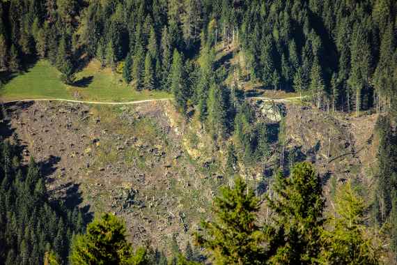 Windwurffläche im Schutzwald