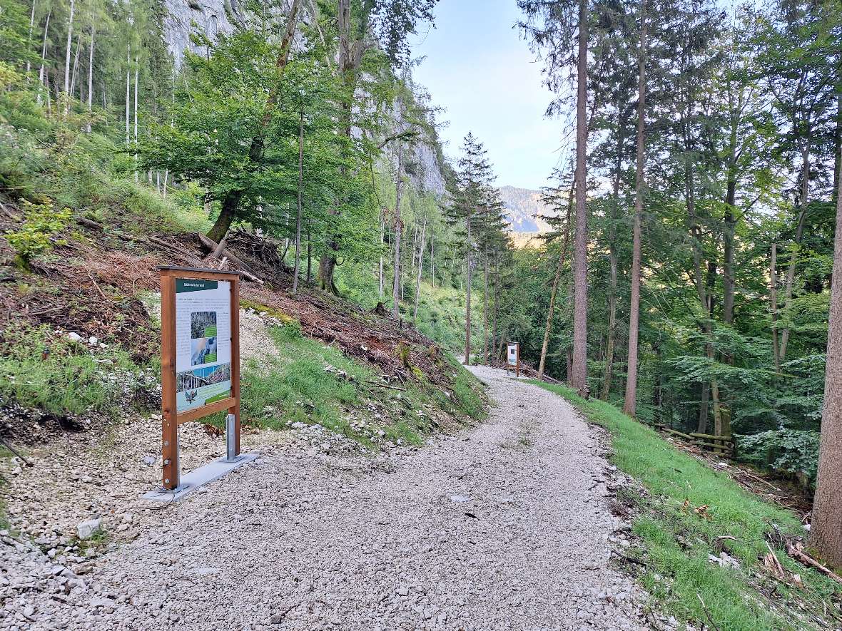 Schutzwald-Lehrpfad am Nikoloweg: Tafeln und Weg