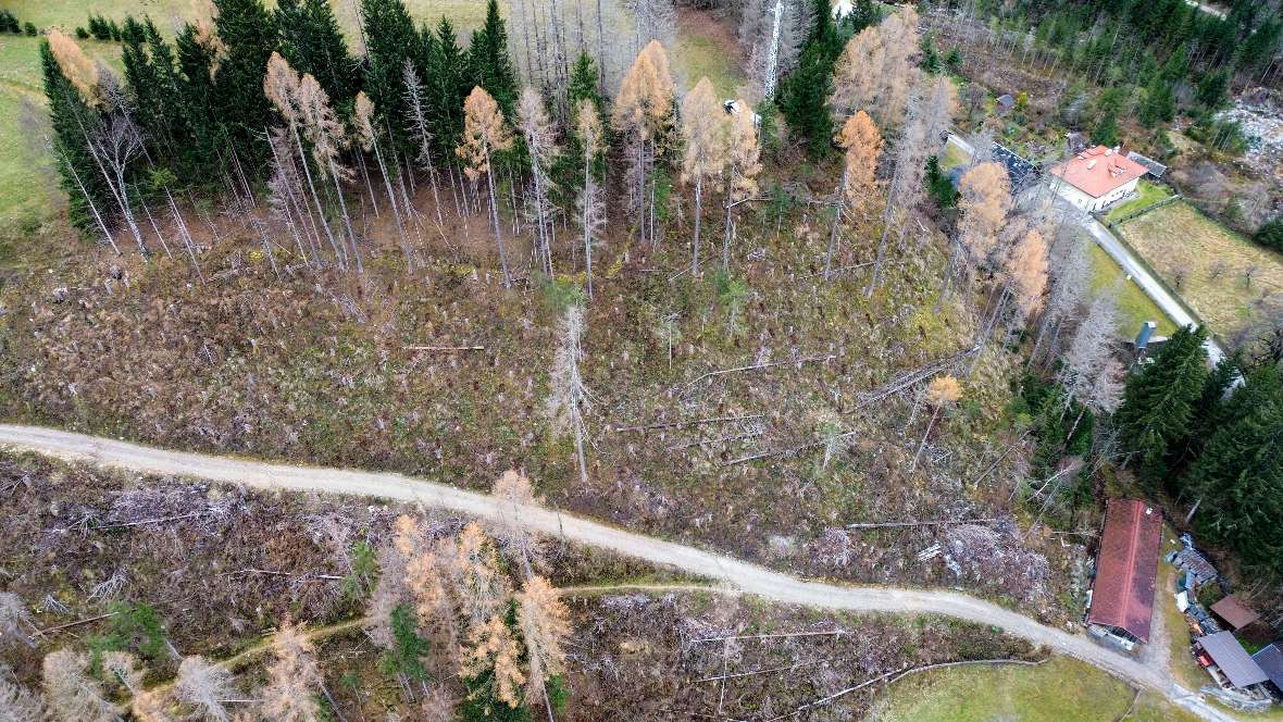 Saat im Objektschutzwald