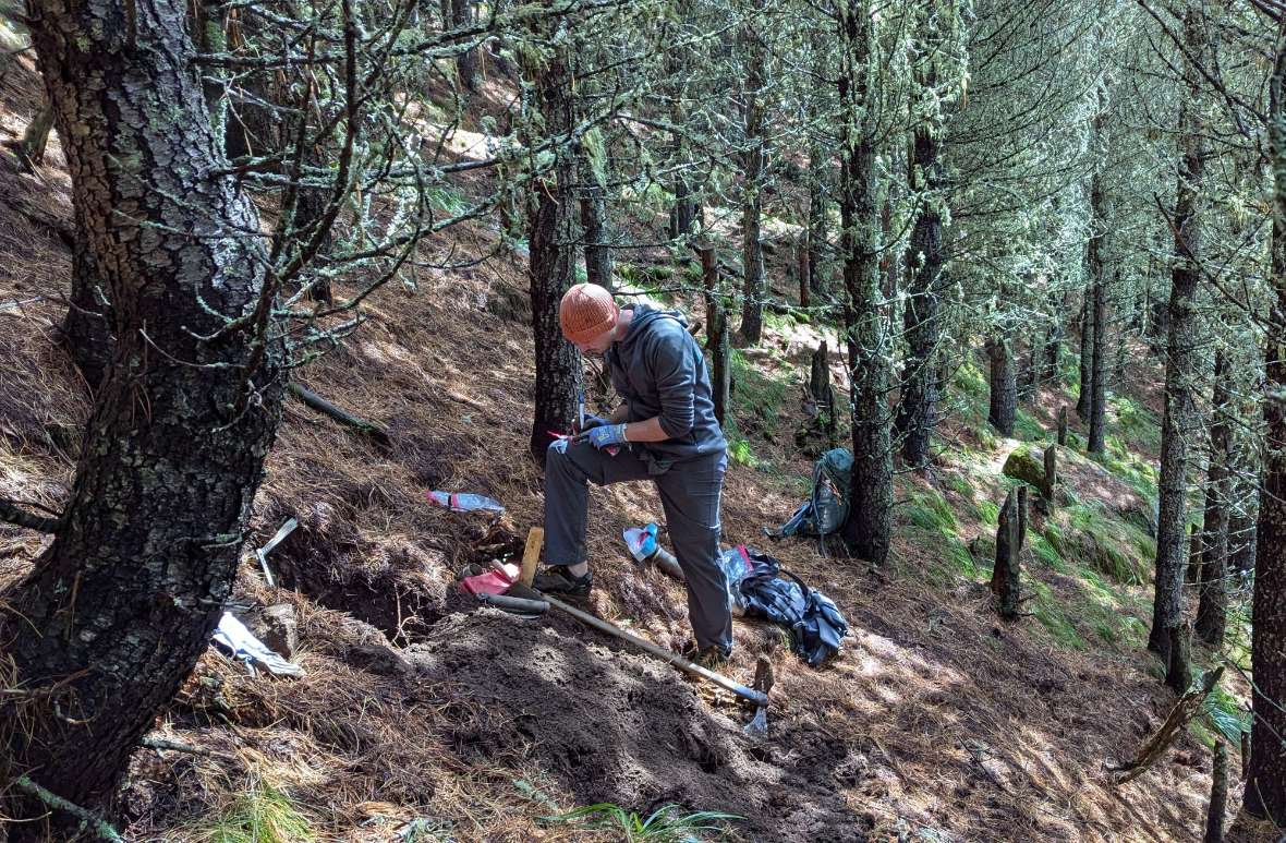 Hochlagenaufforstung Haggen