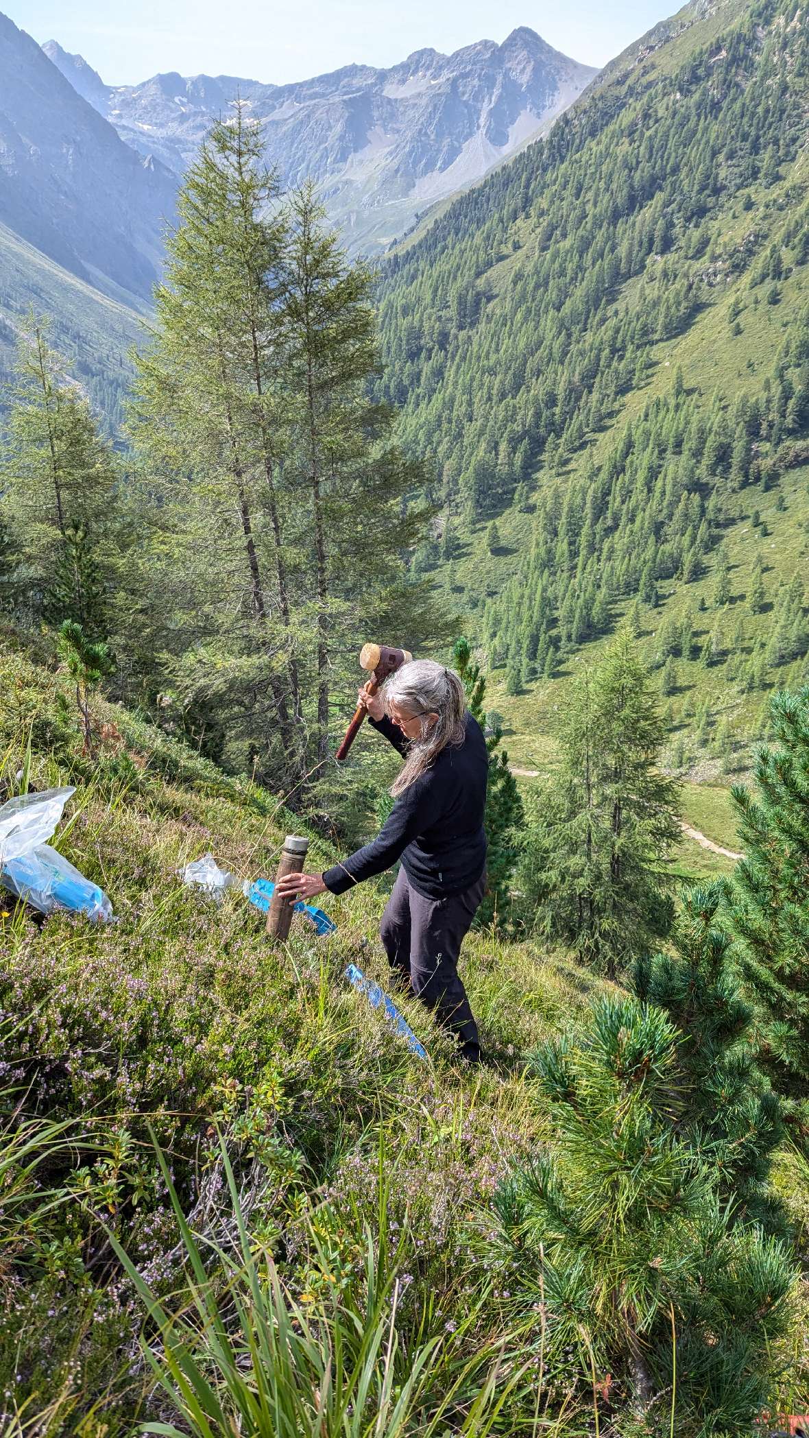 Hochlagenaufforstung Haggen