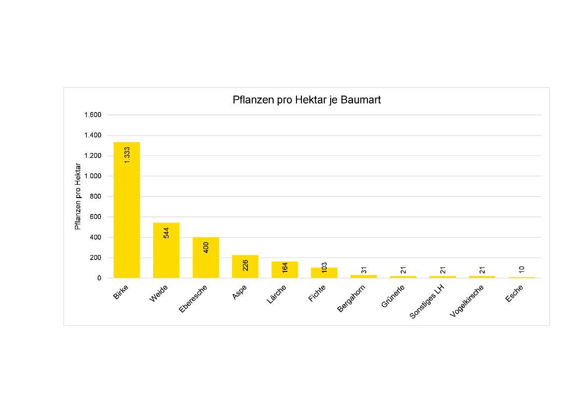 Stammzahl nach 2. Vegetationsperioden