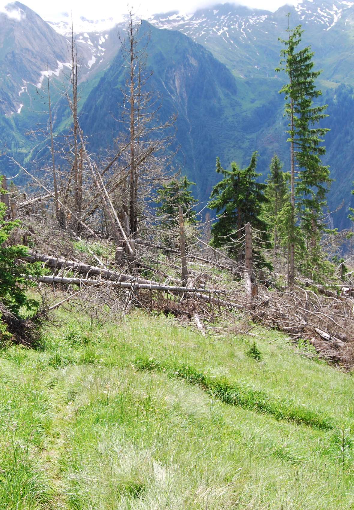 Abbildung 1c: Beispiele für die Folgen von nicht erkanntem Handlungsbedarf im Wald mit Objektschutzfunktion: Bodenrutschung, Klimastress auf trockenem Karbonatstandort, Sturmschaden.