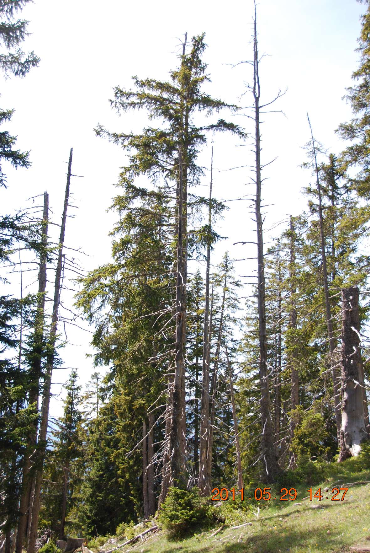 Abbildung 1b: Beispiele für die Folgen von nicht erkanntem Handlungsbedarf im Wald mit Objektschutzfunktion: Bodenrutschung, Klimastress auf trockenem Karbonatstandort, Sturmschaden.