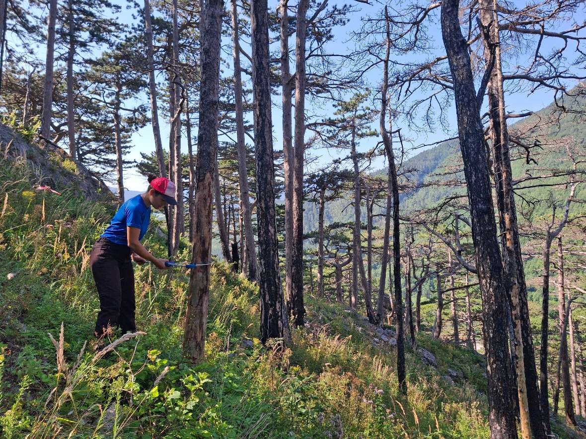 Waldbrandfläche in Hirschwang