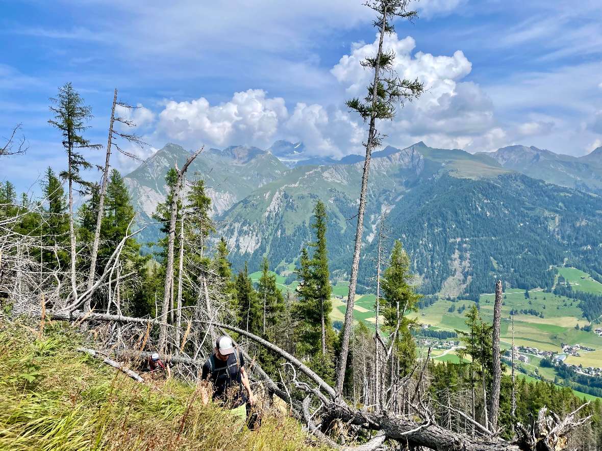Windwurffläche in Kals am Großglockner