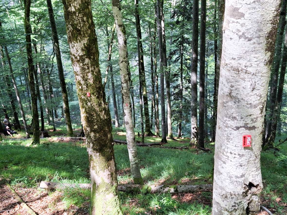 Marteloscope im Modelleinzugsgebiet Rindbach