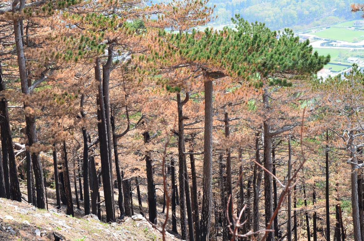 Waldbrandfläche