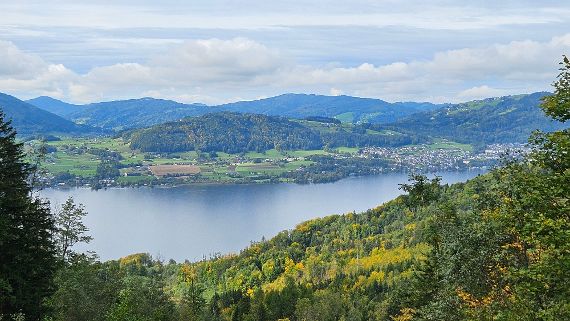 Schutzwald in Österreich