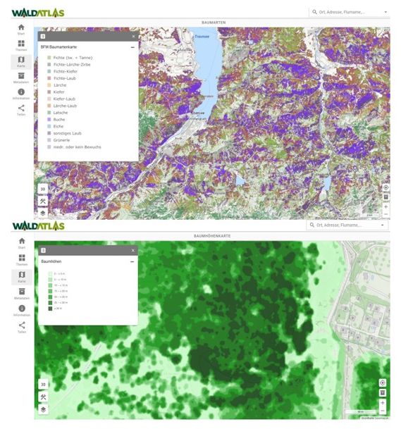 WALDATLAS_Baumarten_Baumhöhen