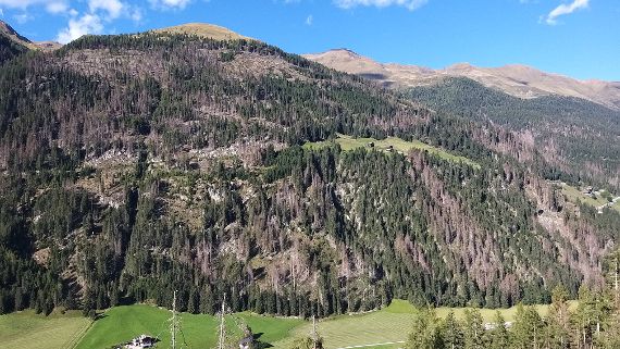 von Borkenkäfer befallene Bäume