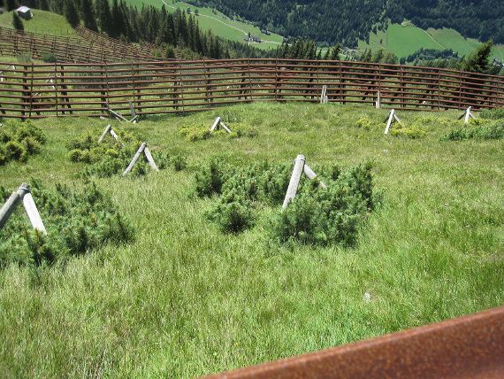 Aufkommender Schutzwald