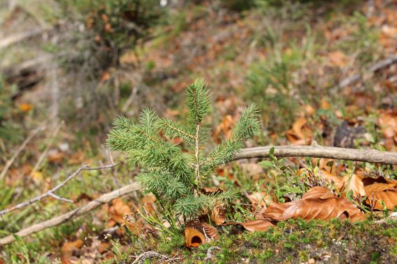 junger Baum