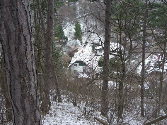 Schutzwald in Wien