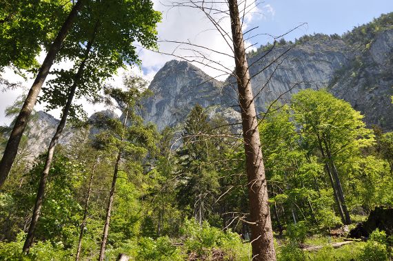 Schutzwald in Österreich