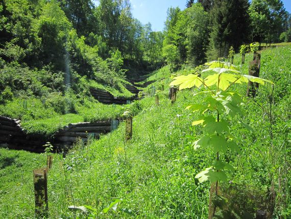 Förderinstrumente im Schutzwald