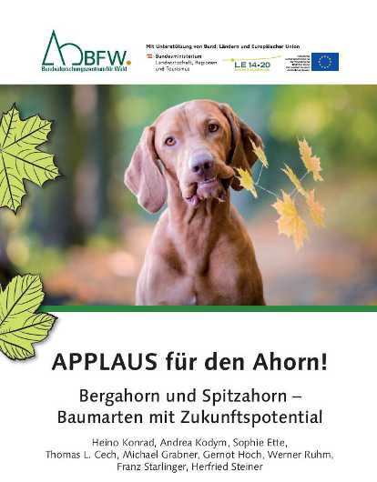 BFW-Publikation "Applaus für den Ahorn!" - Bergahorn mit Zukunftspotential für den Schutzwald