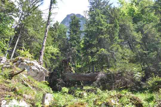 Entwurzelter Baum