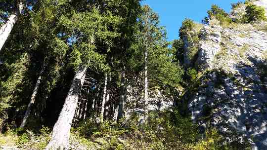 Standortschutzwald