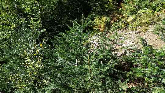 Naturverjüngung im Schutzwald