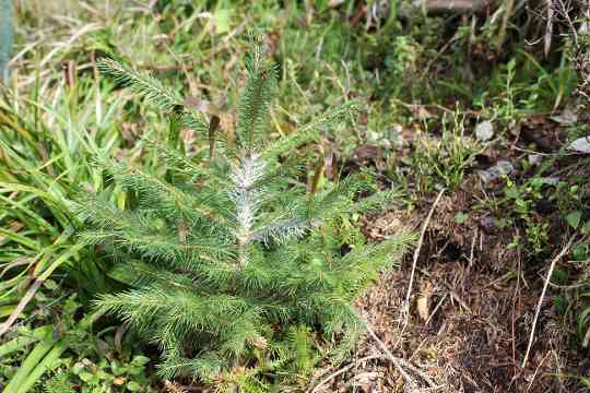 Verjüngung im Schutzwald